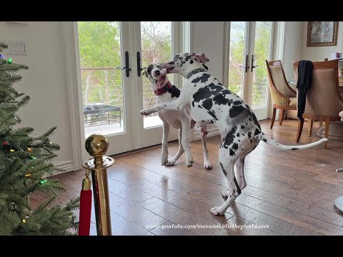 Funny Great Dane Twin Brother & Sister Puppies Love To Play Dance