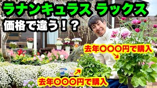 ◆価格で違う【ラナンキュラス ラックス】今年もやっぱり綺麗だ🪴