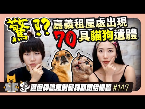 EP. 147驚！嘉義租屋處出現70巨貓狗屍體卻無人通報｜毛爸媽碎碎唸