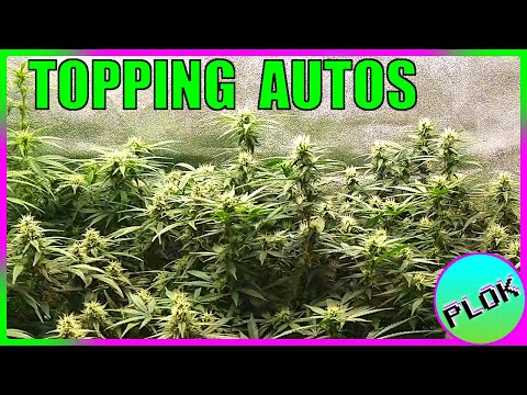 Autoflowers Topped TWICE & SCROG Trained! - Auto Flower Experiment 2.0: It's a Sea of Green!