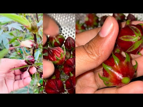 টক বিচির তরকারি 😋॥ Sour beetroot curry#tok #torkari #viralvideo