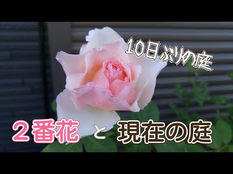 突然の留守で庭はどうなった？🌹庭仕事が出来る日常に感謝