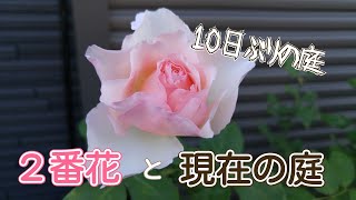 突然の留守で庭はどうなった？🌹庭仕事が出来る日常に感謝