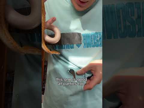 snake pro tip hack (DIY)