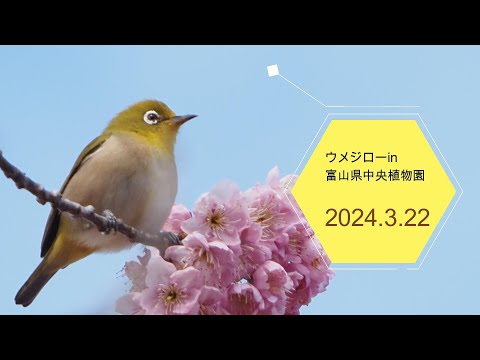 2024.3.22　ウメジローｉｎ富山県中央植物園