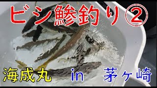 ビシ鯵釣り②　相模湾茅ヶ崎港　海成丸