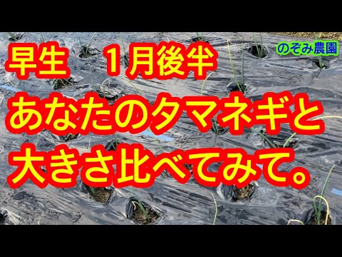 【タマネギ】1月後半、早生タマネギの大きさ、あなたのものと比べてみて下さい。