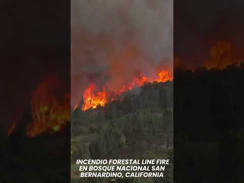 Incendio Forestal Line Fire en Bosque Nacional San Bernardino, CA Avanza hacia Big Bear.