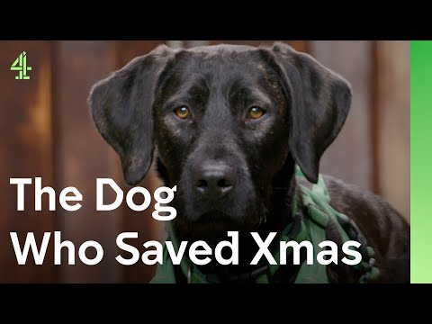 Can rescue dog make self confessed Grinch fall in love with Christmas? The Dog House 🐶 | Gigi