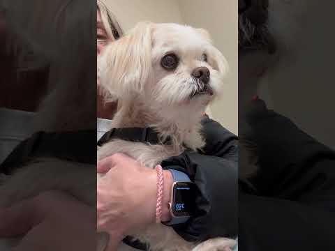 She's so brave! ❤️🐶  #Dogs #Veterinarian #DogLife #DogVideo #SmallDogs