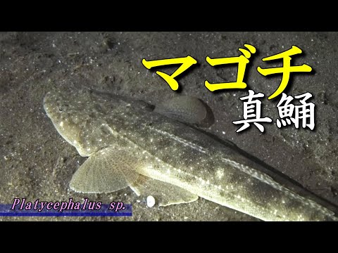 [ Bartail flathead ] Very famous unnamed fish / Platycephalus sp.