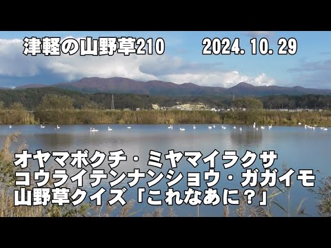 津軽の山野草210(ｵﾔﾏﾎﾞｸﾁ、ﾐﾔﾏｲﾗｸｻ、ｺｳﾗｲﾃﾝﾅﾝｼｮｳ、ｶﾞｶﾞｲﾓ、山野草ｸｲｽﾞ)