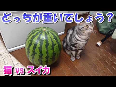 猫とスイカどっちが重いでしょう～？７月（アメリカンショートヘア）