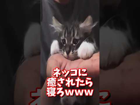 ネッコの動画で癒されたら寝ろｗｗｗ　#2ch #2chまとめ 動物スレ #2ch面白いスレ #動物 #犬 #猫 #癒やし #ねこ動画 #ねこ