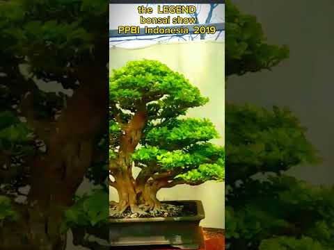 the best Casuarina bonsai I ever saw