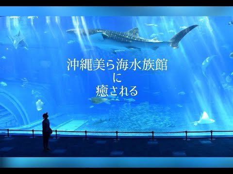 沖縄美ら海水族館【公認】！その魅力をお届けします＊後篇＊