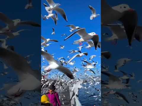 Birds flying || Birds videos || Beautiful View