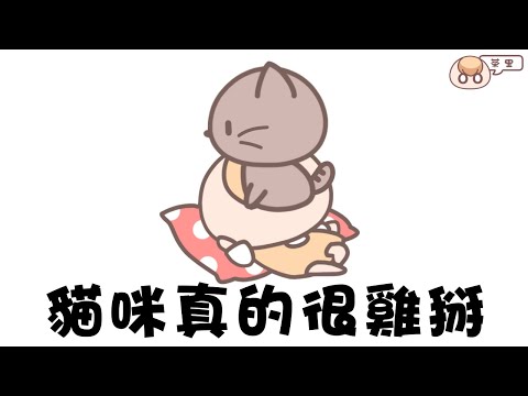 《茶里小動畫》貓咪真的都很賤。