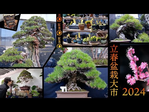 Risshun Bonsai Oichi 2024 was so much fun [Bonsai Q]