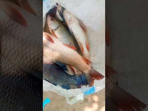 #fish #villagevideos #viral #ytshorts #Gardening #bmmultitasks