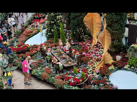 Gardens by the Bay Flower Dome 2023 滨海花园花穹风采2023 圣诞愿望-北欧圣诞探险记 Poinsettia Wishes-A Nordic Christmas