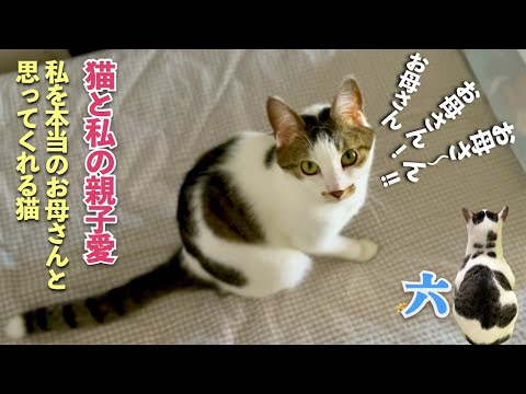 [猫と私の親子愛]愛猫の六は私を本当のお母さんと思ってくれている。その事が分かるある日の数分間をご覧ください | [生まれ変わりの猫] 六 (Roku)