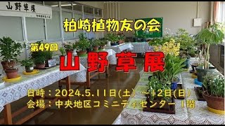 山野草展2024（柏崎植物友の会）