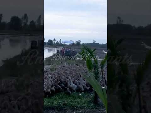 The Duck | How do giant flocks of laying ducks in Vietnam move?.Animals Plants