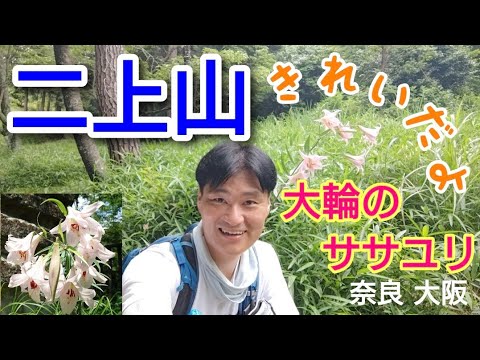 二上山  大輪のササユリ  感動☺