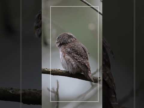 The Eurasian pygmy owl #pygmyowl #pygmy #owl #birdofprey #birdsofinstagram #birds