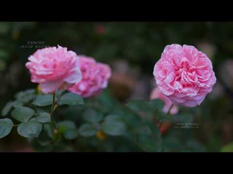 台北ローズガーデン（2021年台北ローズショー）(JEFF 4K video) Taipei Rose Garden (2021 Taipei Rose Show)