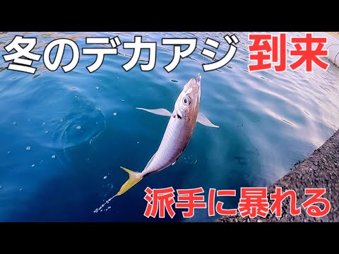 数釣りからサイズ狙いの季節。デイアジングでデカアジ連発！尺アジ狙いのアジングこう釣ってみました