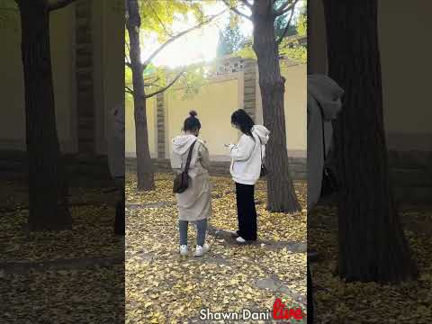 See ginkgo like this in Beijing in autumn #Ginkgo #yellowleaves #scenery