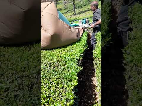 Tea harvest in himachal