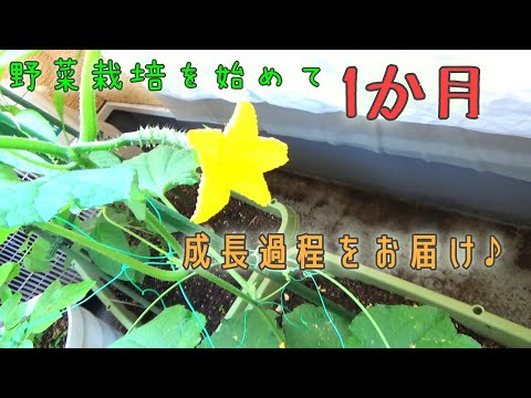 ベランダで野菜の栽培始めて1か月！順調に育ってる様子をお届けします