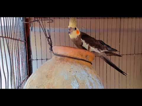 Cockatiel Birds || Australian