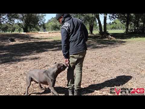 American Bully In Training | No Commentary | Foundational food work