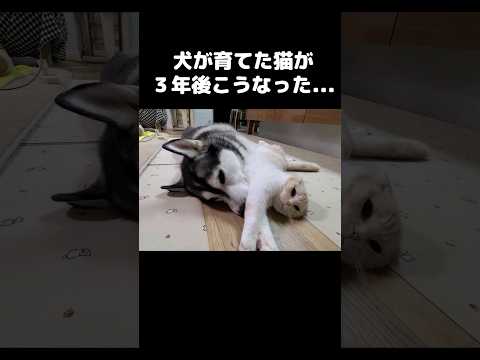 犬が育てた猫が３年後こうなった...#shots