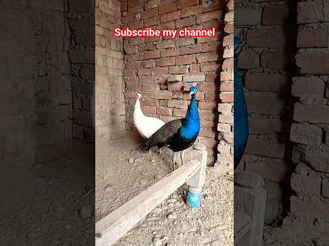 Beautiful peacock #pigeon #pigeonpigeon #bird #pigeonbreeds #birds #manytypesofpigeons #birdspecies