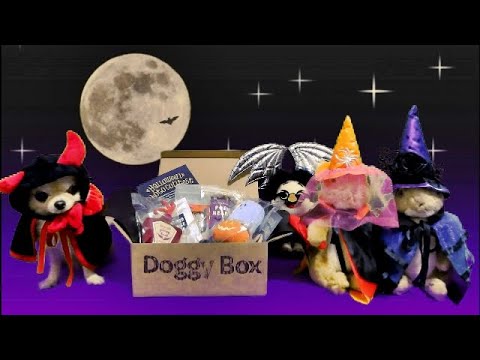 チワワ🐶暗い森の中で👻恐怖のハロウィン物語🎃11月ドギーボックス🎁💕Chihuahua is walking in scary dark forest on Halloween 🐾 Doggy Box