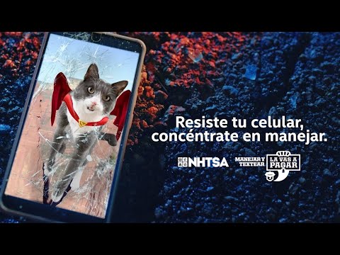 Meme del Gato Portavoz