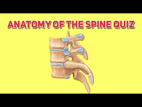 Cervical, Thoracic and Lumbar Spine Quiz - Human Anatomy