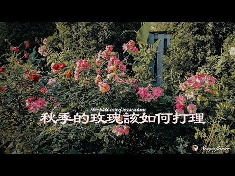 怎樣打理秋天的玫瑰｜How to take care of rose in autumn