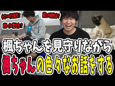 可愛い楓ちゃんを見守りながら楓ちゃんの最近のあれこれをお話するドンさん【三人称/ドンピシャ/ぺちゃんこ/鉄塔/三人称雑談/切り抜き】