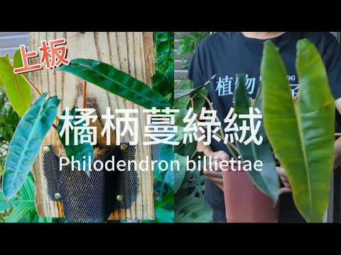 擁有獨特橘黃色葉柄的橘柄蔓綠絨|橘柄蔓綠絨上板|日常照顧介紹|植物男子