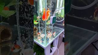 Ultra-quiet fish tank oxygen pump #trending #fish #fishtank #fishaquarium #fishvideo #aquaria #diy