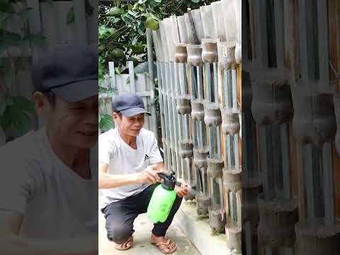 Good Ideas From Plastic Bottles, Have A Beautiful Vegetable Garden Right At Home