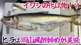 イワシの化け物！？ヒラは岡山風酢締めが美味