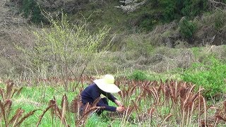 コゴミ採りと料理