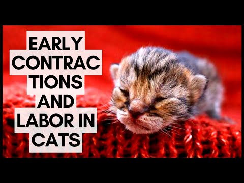 Early Contractions and Labor in Cats